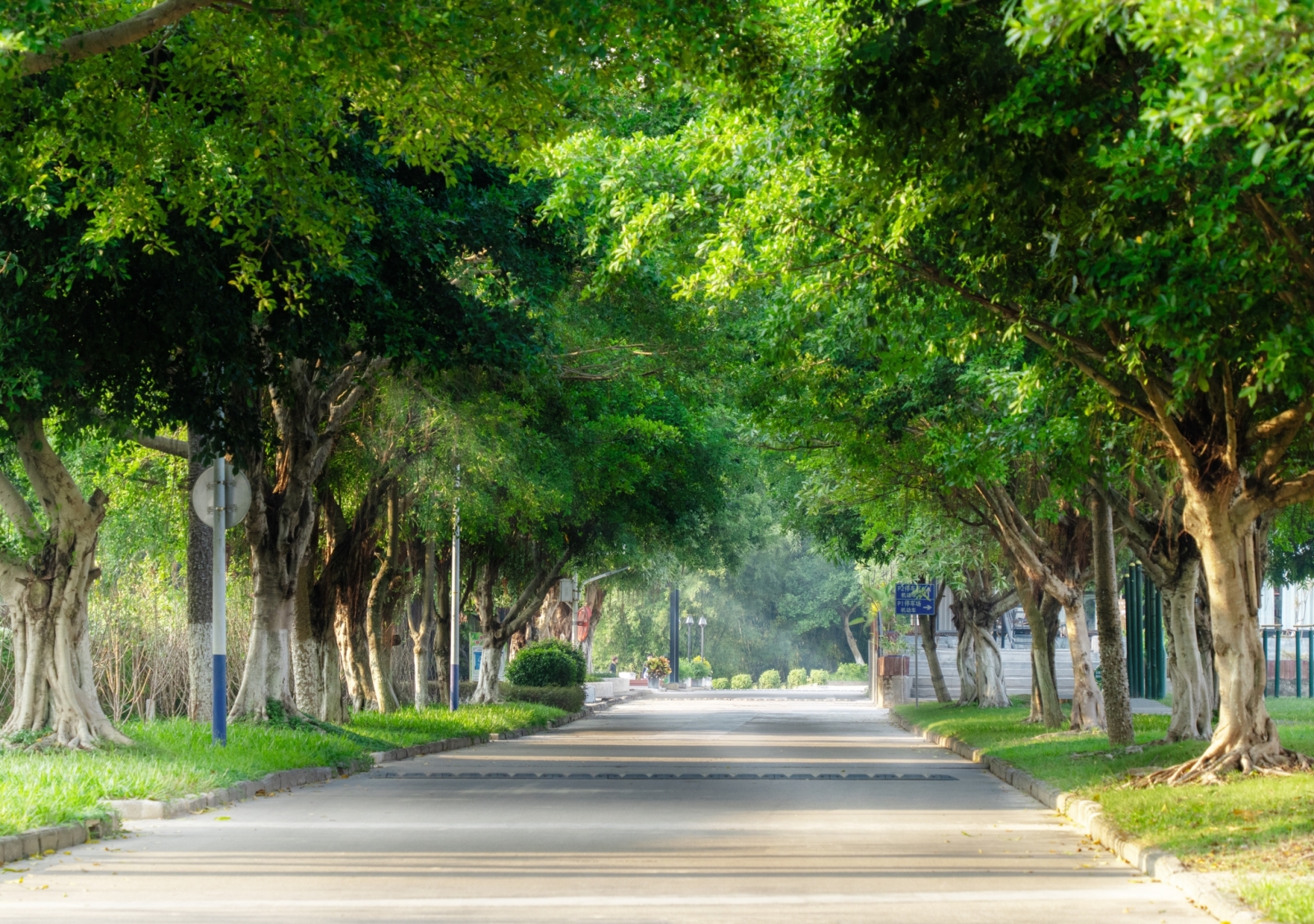 郁郁葱葱的校道